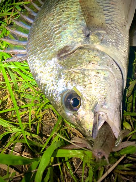 ほぼザリでほぼチヌ