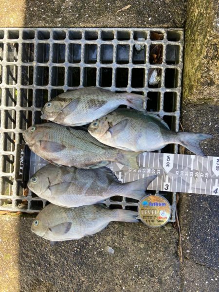 梅雨グレ終盤で波止釣り