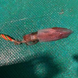 和歌山イカメタル