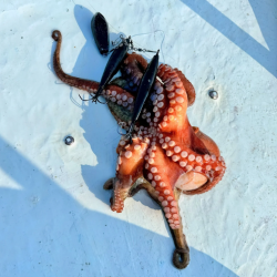 タコ/エギタコ&イカ/イカメタル