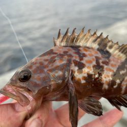 夏でも立派な奴がいた