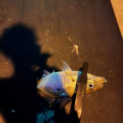 ポイント移動が吉