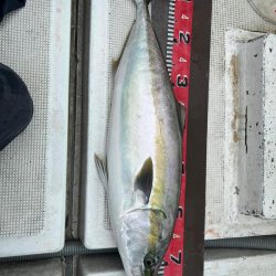 神戸沖でメジロ