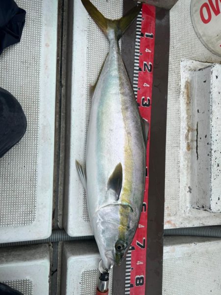 神戸沖でメジロ