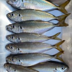 1年ぶりからの昨日ぶりのサビキ