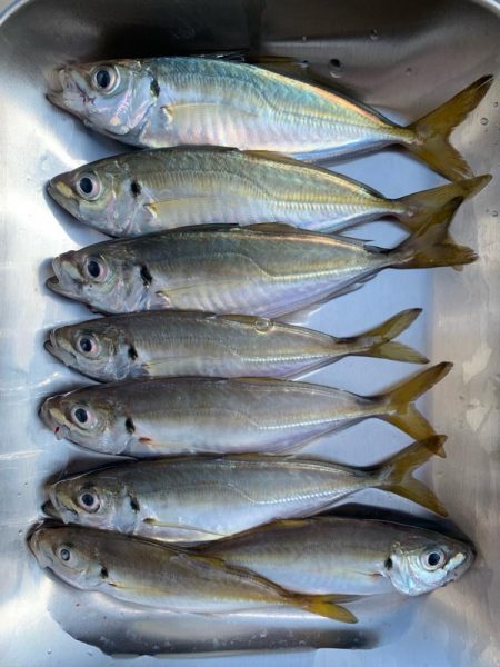 1年ぶりからの昨日ぶりのサビキ