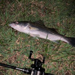 淀川のシーバス