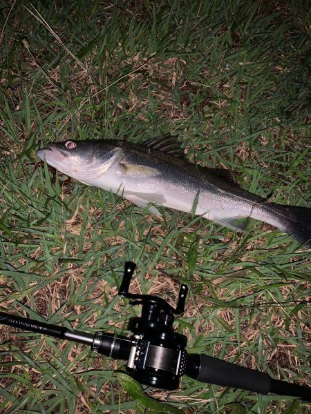 淀川のシーバス