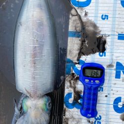 3度目の三重遠征ヤエン釣りにてキロover!