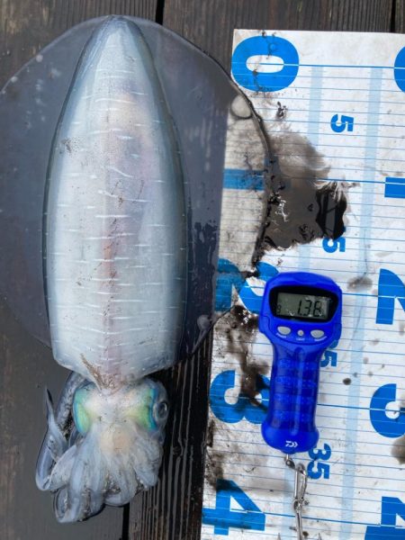 3度目の三重遠征ヤエン釣りにてキロover!