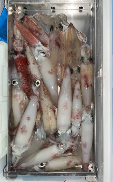 イカメタル日本海