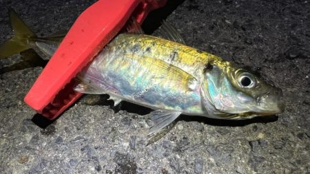 鯵を探して三千里 Vol.84