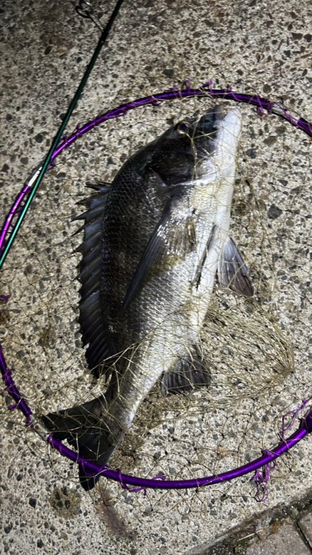 苦潮？ライトワインド