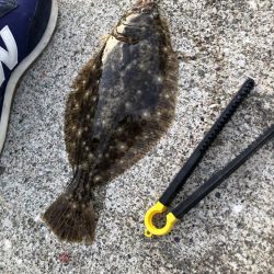 サビキでカレイ⁈