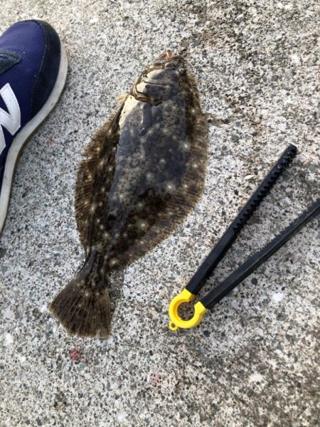 サビキでカレイ⁈