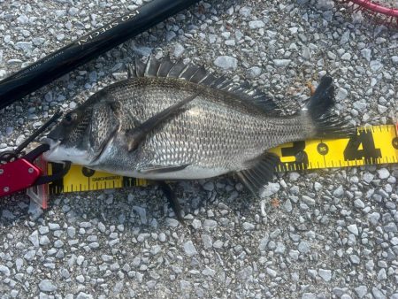 熱中症注意！チヌフカセ