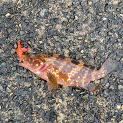 チニングのはずが、、