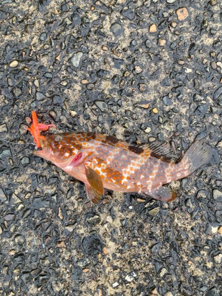 チニングのはずが、、