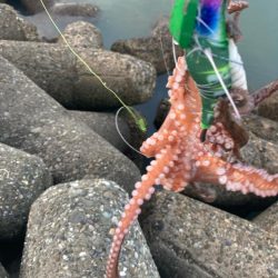 ⭐︎見切りどき