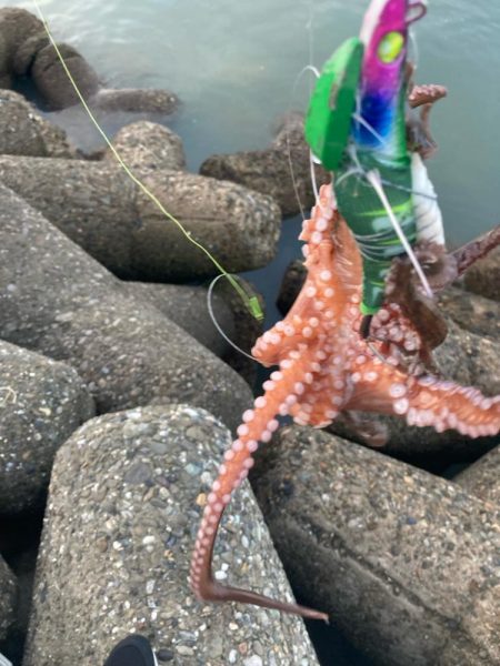 ⭐︎見切りどき