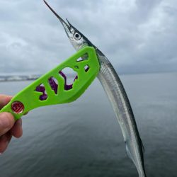 サヨリいてましたよー。