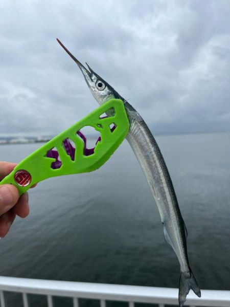 サヨリいてましたよー。