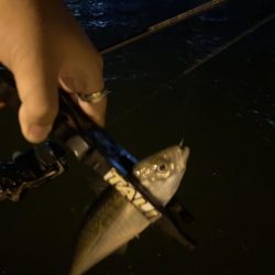 ナイトアジング