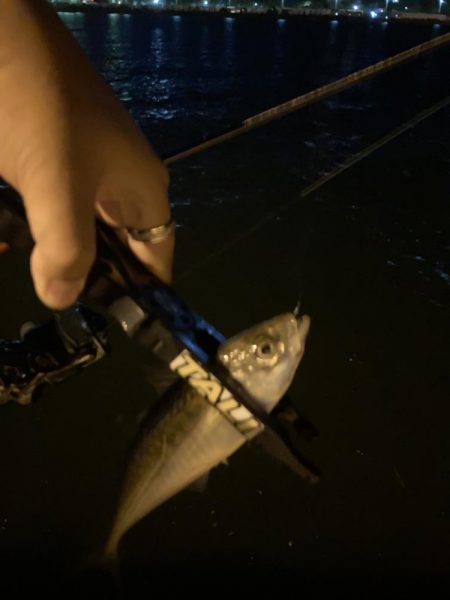 ナイトアジング