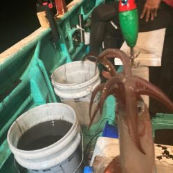 南伊勢のイカメタルゲーム