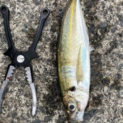 カマスが釣れたぁ(*´꒳`*)