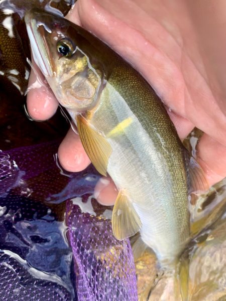 鮎の友釣りチャレンジ