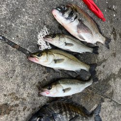 エビ撒き好調です