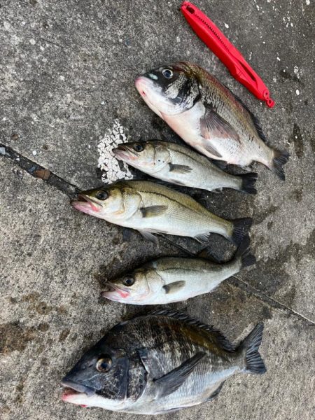 エビ撒き好調です