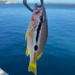 ライトショアジギング