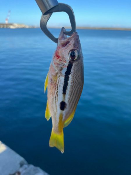 ライトショアジギング