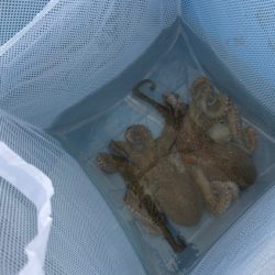 淡路島沖でタコ釣り!