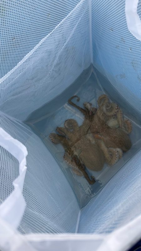 淡路島沖でタコ釣り！
