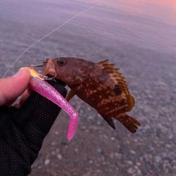 フラットフィッシュの続き