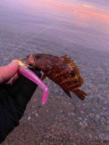 フラットフィッシュの続き