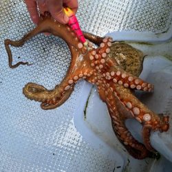 釣り船西海　明石タコ釣り