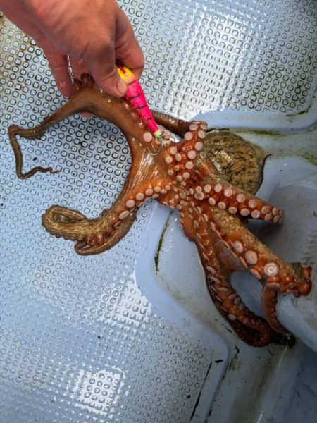 釣り船西海　明石タコ釣り