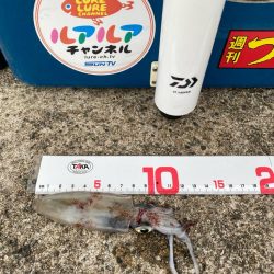 優しいケンサキイカが…