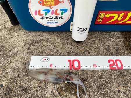 優しいケンサキイカが…