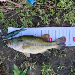 巻いて出ました!