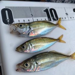 1年ぶりのサビキ釣り