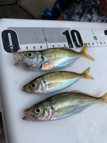 1年ぶりのサビキ釣り