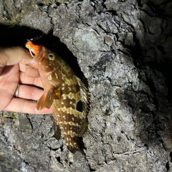 小浜ロックフィッシュ