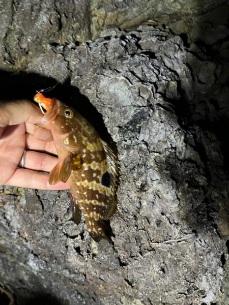 小浜ロックフィッシュ