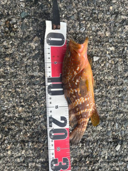 小浜ライトロック