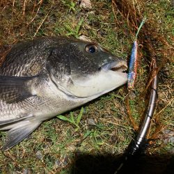 ナイトチニング